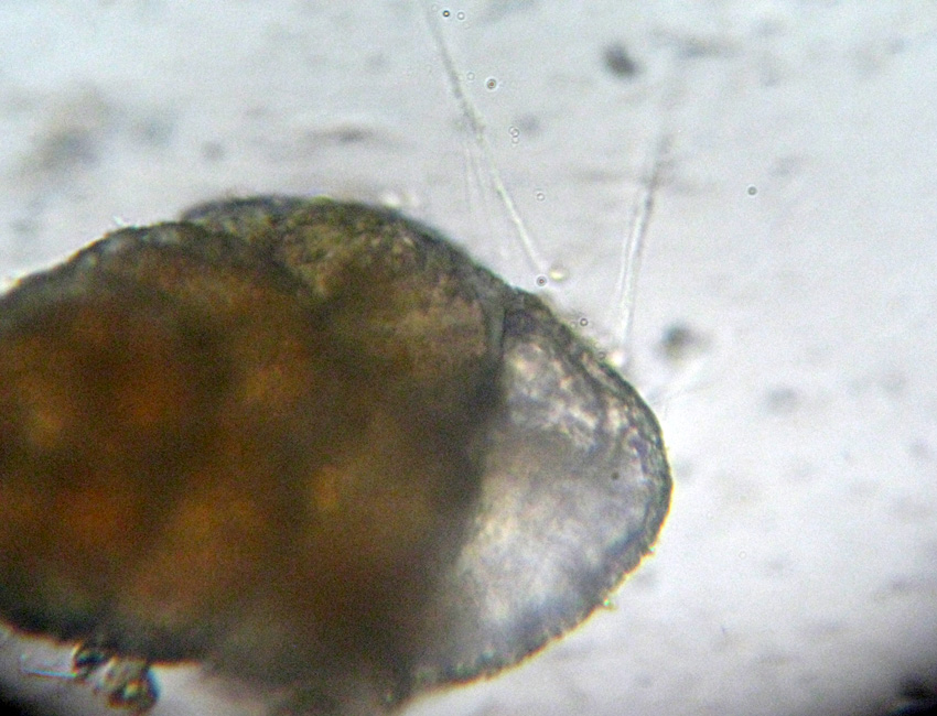 I Foraminifera come non li avevo mai visti!